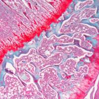 番红-固绿染色服务