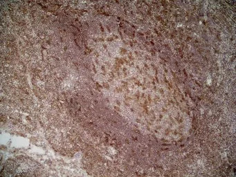 CD205 antibody [MG38] (Low end