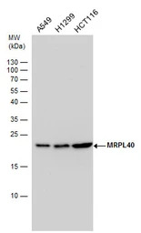 MRPL40 antibody