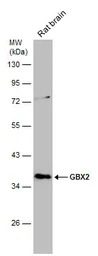 GBX2 antibody