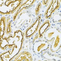 Glutaredoxin 1 antibody