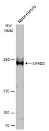 EIF4G3 antibody [N1], N-term
