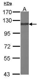 p130Cas antibody [N2C2], Inter