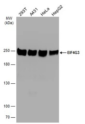 EIF4G3 antibody [N1], N-term