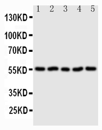 Syndecan 3 antibody