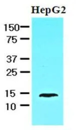 L-FABP antibody [2G4]