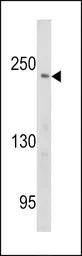 PCM1 antibody, Internal