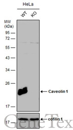 Caveolin 1 antibody [N1N3]