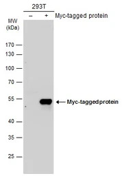 Myc tag antibody [GT0002]
