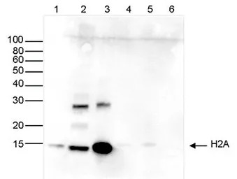 Histone H2A antibody - ChIP gr
