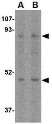 NHE-1 antibody