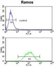 PCM1 antibody, Internal
