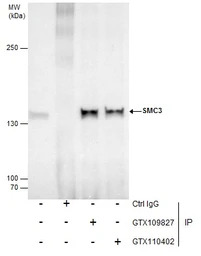 SMC3 antibody [N1N2], N-term