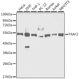 TRAF2 antibody