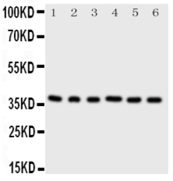 CDK7 antibody