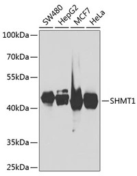 SHMT1 antibody