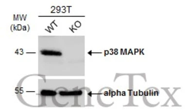 p38 MAPK antibody [N1C3-2]