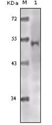 TIP60 antibody [3F9]