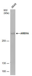 ARID1A antibody