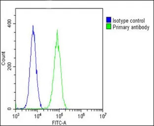 Glutaminase antibody, C-term