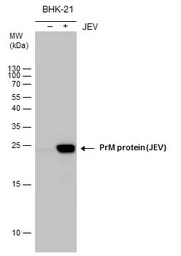 Japanese encephalitis virus pr