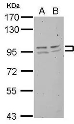 FXR2 antibody