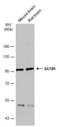 SATB1 antibody