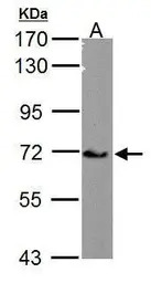 Cav beta 4 antibody [C3], C-te