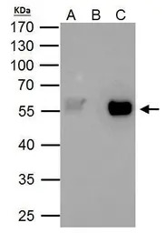 TAF7 antibody