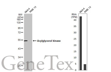 Acylglycerol kinase antibody