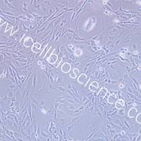 SVEC410 小鼠淋巴结内皮细胞/STR鉴定/镜像绮点（Cellverse）