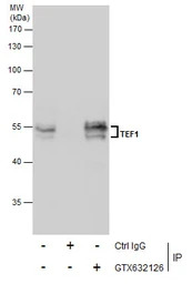TEF1 antibody [GT13112]