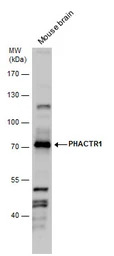 PHACTR1 antibody