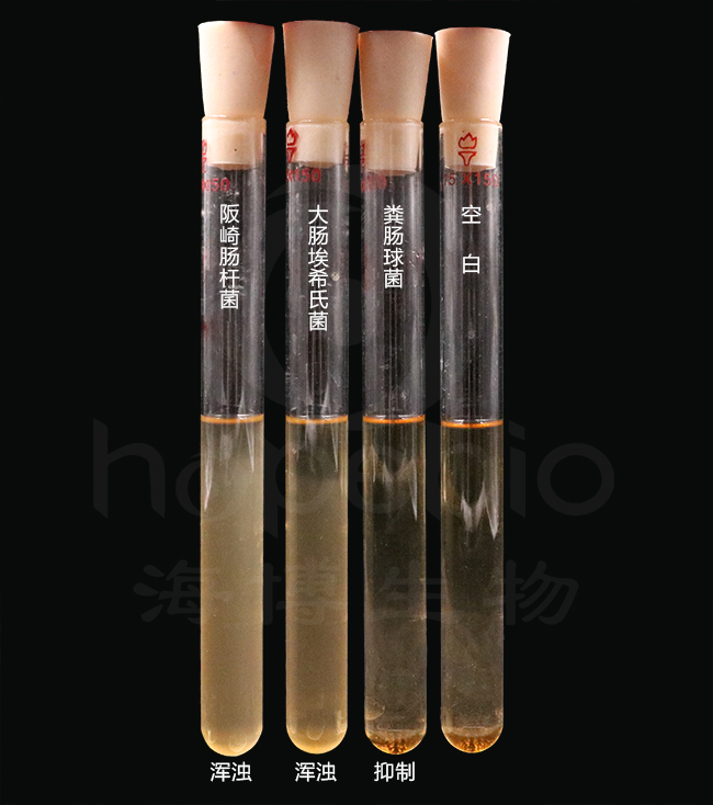 改良月桂基硫酸盐胰蛋白胨肉汤-万古霉素,(mLST-Vm)