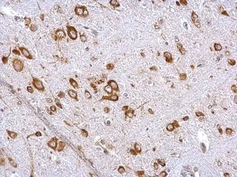 EIF4G3 antibody [N1], N-term