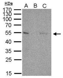 p53 antibody [C2C3], C-term