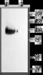 KCNQ2 antibody