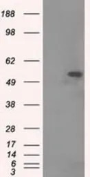 alpha Tubulin 8 antibody [2G6]