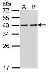 RPSA antibody [N2C3]