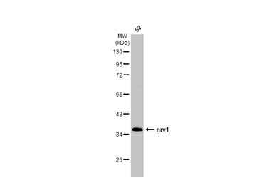 nrv1 antibody [N1N2], N-term