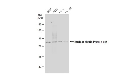 Nuclear Matrix Protein p84 ant