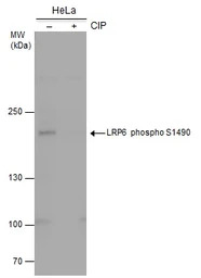 LRP6 (phospho Ser1490) antibod