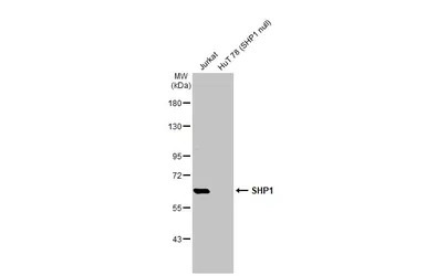 SHP1 antibody