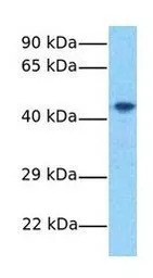 FAM175B antibody, Internal