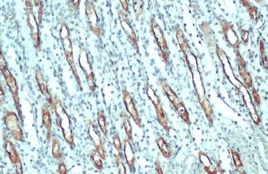 eNOS (phospho Ser1177) antibod