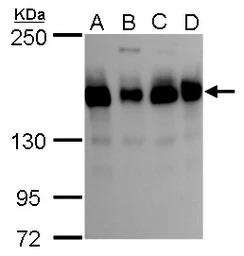 TMF1 antibody