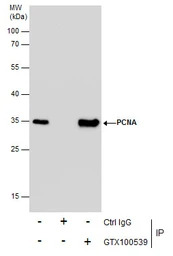 PCNA antibody