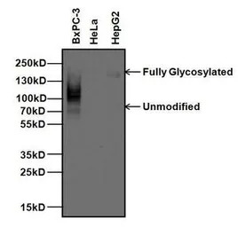 CEA antibody [1106]