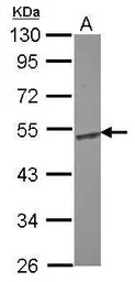 ENO1 antibody [N3C3]