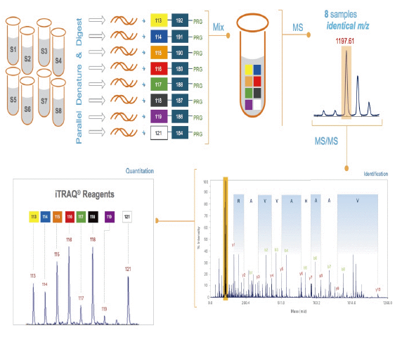 iTRAQ标记定量蛋白质组学技术服务